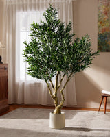 Tuscan Olive Lush